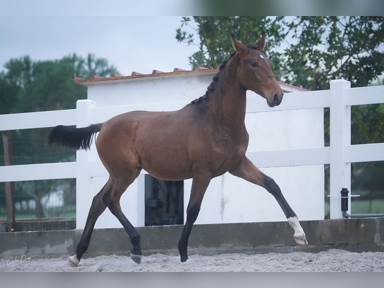 Lusitano Giumenta 2 Anni 162 cm Baio ciliegia in &#xC1;gua Derramada