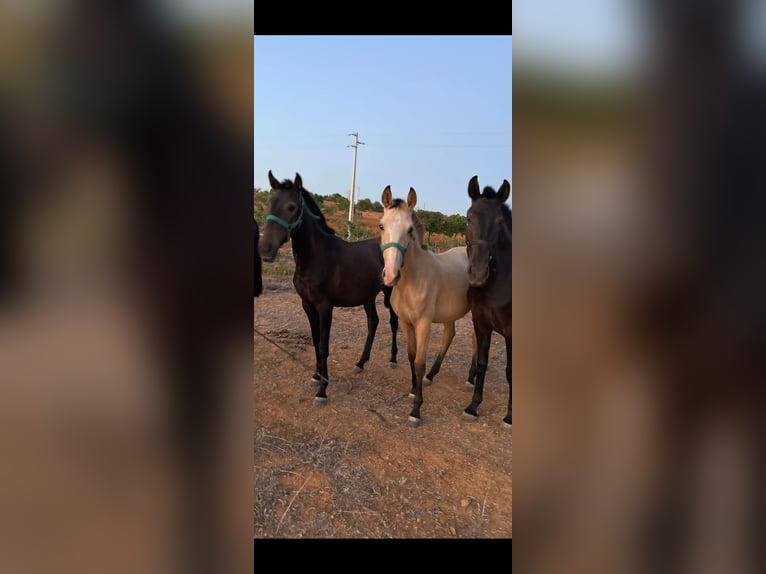 Lusitano Giumenta 2 Anni 162 cm Falbo in pera