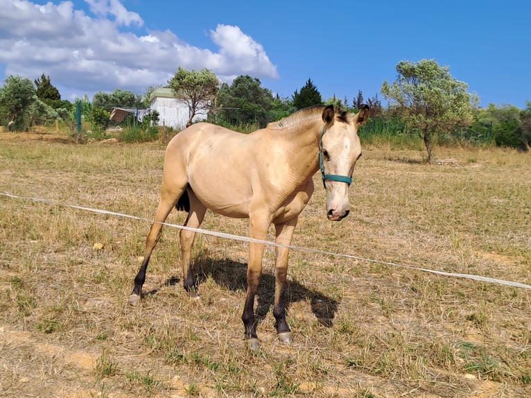 Lusitano Giumenta 2 Anni 162 cm Falbo in pera