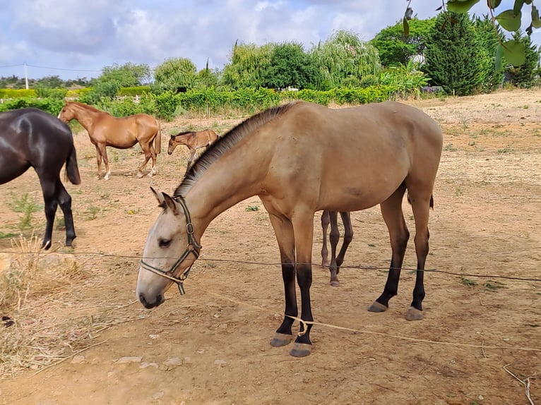 Lusitano Giumenta 2 Anni 162 cm Falbo in pera