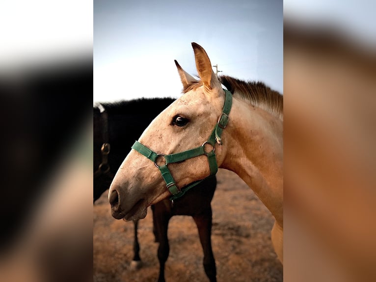 Lusitano Giumenta 2 Anni 162 cm Falbo in pera