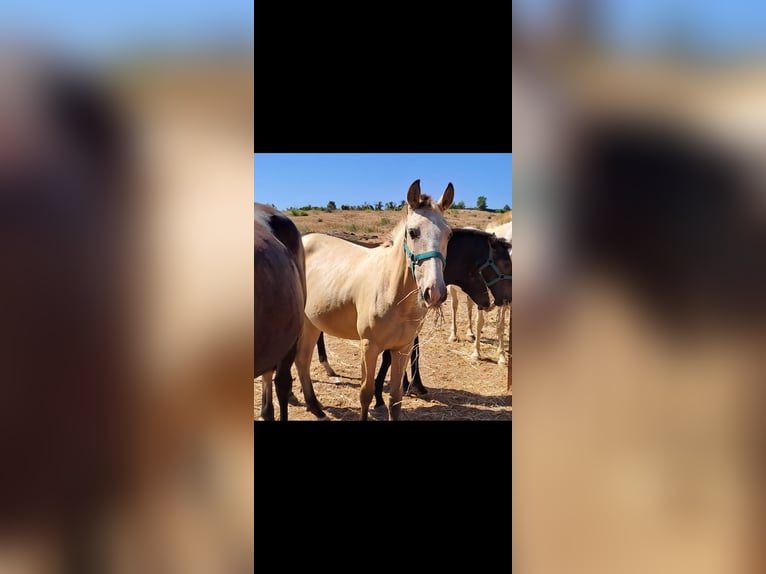 Lusitano Giumenta 2 Anni 162 cm Falbo in pera