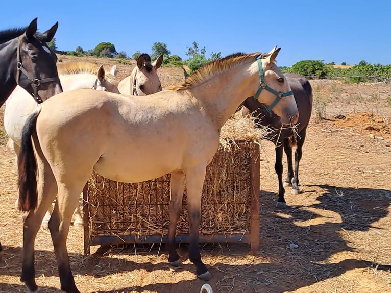 Lusitano Giumenta 2 Anni 162 cm Falbo in pera