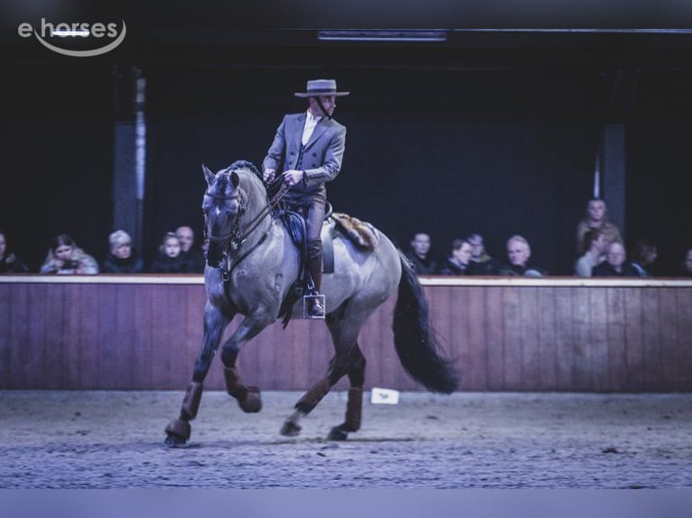 Lusitano Giumenta 2 Anni 162 cm Grullo in Pluvigner
