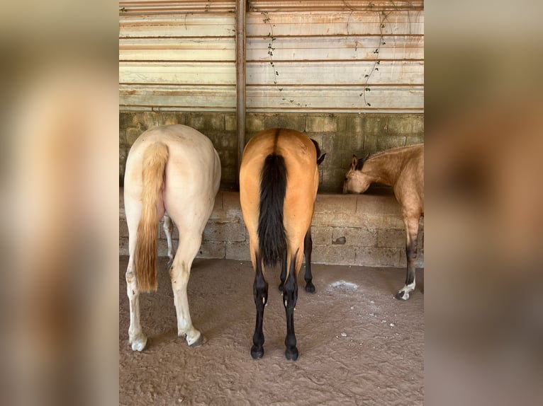 Lusitano Giumenta 2 Anni 162 cm Pelle di daino in Óbidos