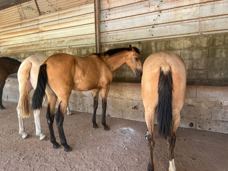 Lusitano Giumenta 2 Anni 162 cm Pelle di daino in Óbidos