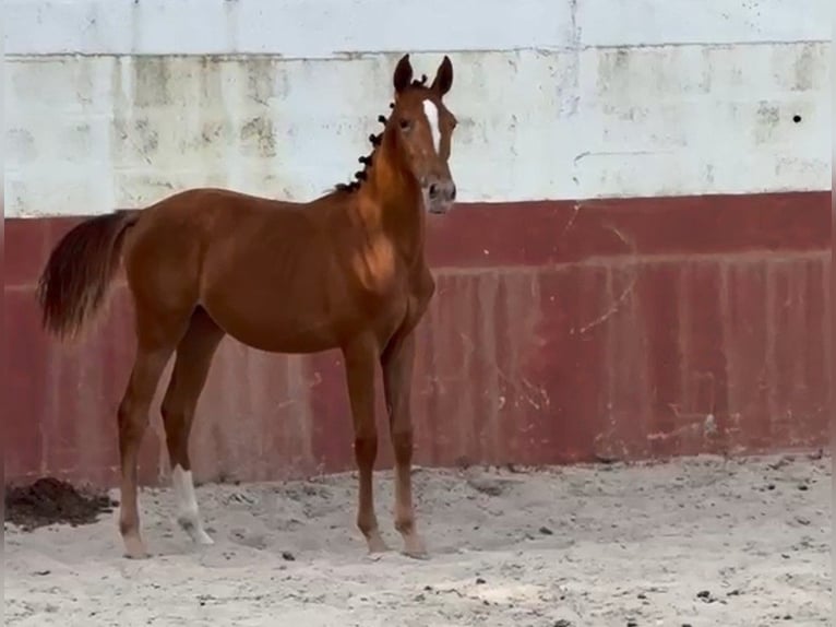 Lusitano Mix Giumenta 2 Anni 163 cm Leopard in Marinha Grande