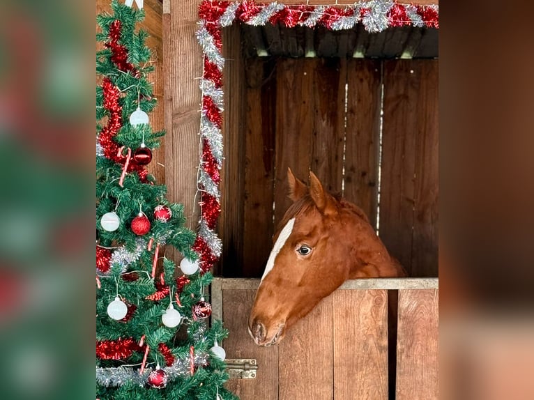 Lusitano Mix Giumenta 2 Anni 163 cm Leopard in Marinha Grande
