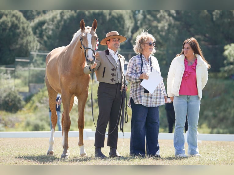 Lusitano Giumenta 2 Anni 164 cm Palomino in RIBAMAR