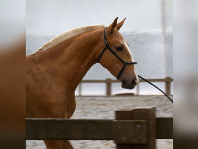 Lusitano Giumenta 2 Anni 164 cm Palomino in RIBAMAR