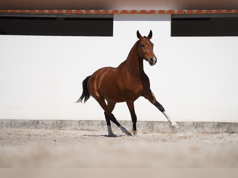 Lusitano Mix Giumenta 2 Anni 165 cm Baio ciliegia in Agua Derramada