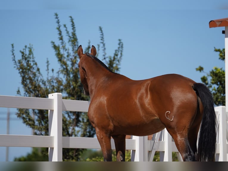 Lusitano Mix Giumenta 2 Anni 165 cm Baio ciliegia in Agua Derramada