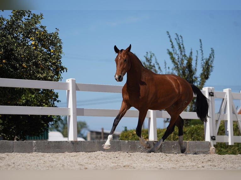 Lusitano Mix Giumenta 2 Anni 165 cm Baio ciliegia in Agua Derramada