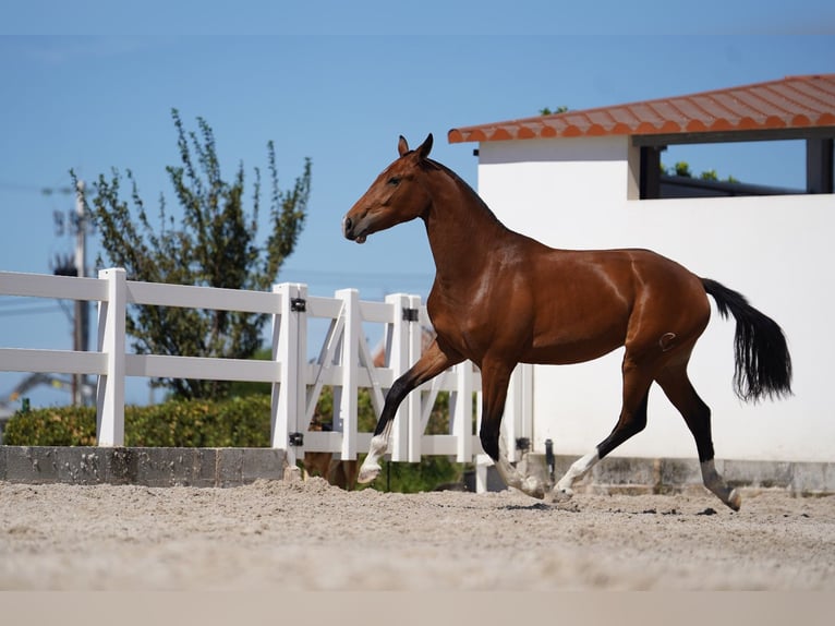 Lusitano Mix Giumenta 2 Anni 165 cm Baio ciliegia in Agua Derramada