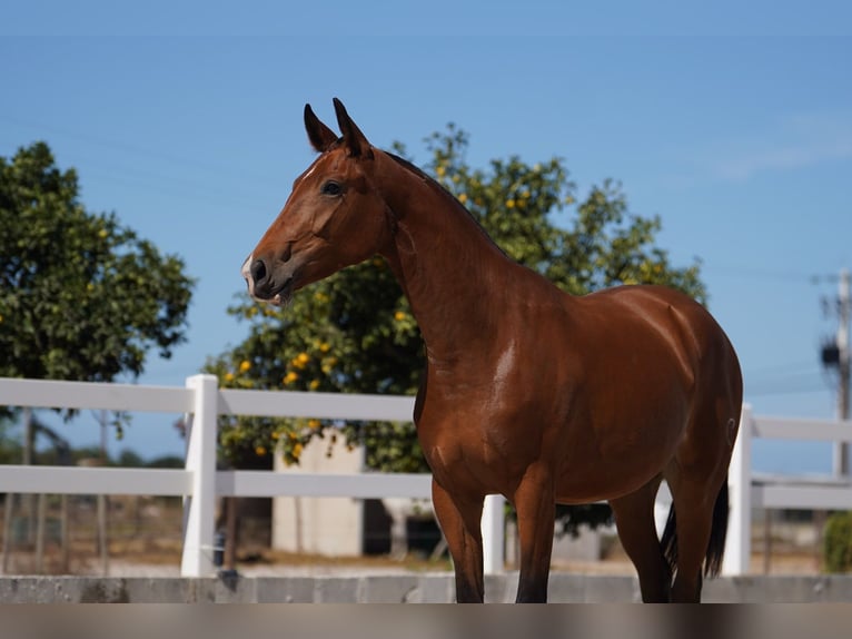 Lusitano Mix Giumenta 2 Anni 165 cm Baio ciliegia in Agua Derramada