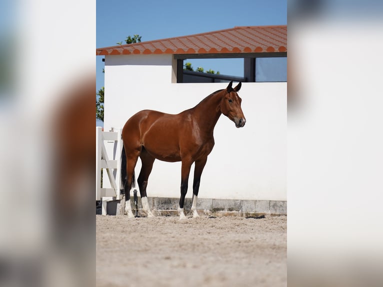 Lusitano Mix Giumenta 2 Anni 165 cm Baio ciliegia in Agua Derramada