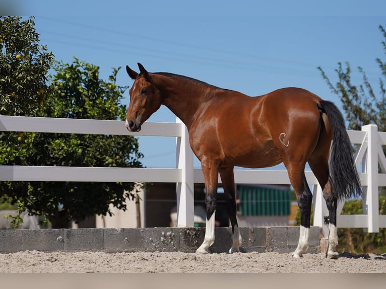 Lusitano Mix Giumenta 2 Anni 165 cm Baio ciliegia in Agua Derramada