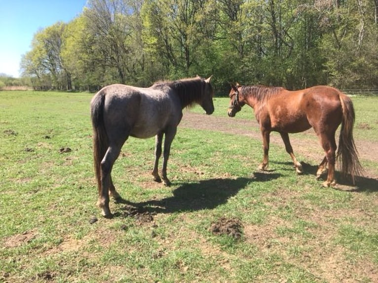 Lusitano Mix Giumenta 2 Anni 165 cm Grigio rossastro in Groß Vollstetd