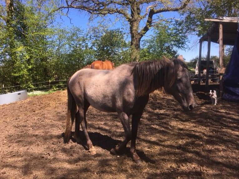 Lusitano Mix Giumenta 2 Anni 165 cm Grigio rossastro in Groß Vollstetd