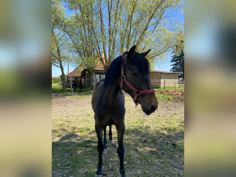 Lusitano Giumenta 2 Anni Baio in Tronchy