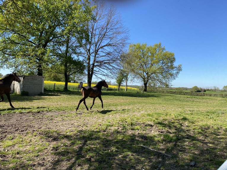 Lusitano Giumenta 2 Anni Baio in Tronchy