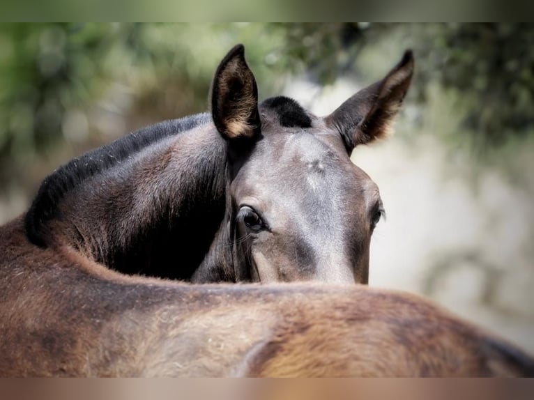 Lusitano Giumenta 2 Anni Baio scuro in Soyen