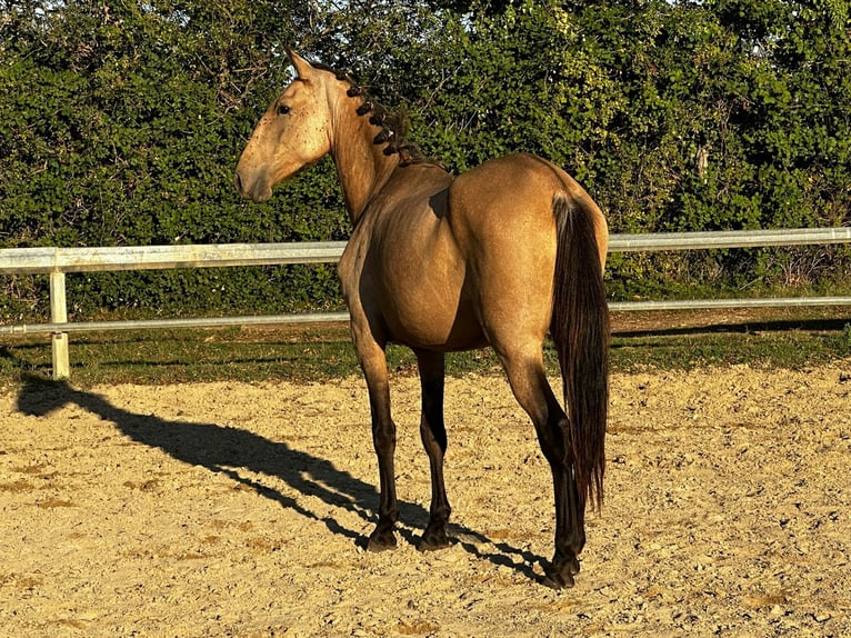 Lusitano Giumenta 2 Anni Falbo in Arles