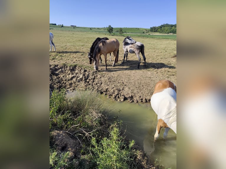 Lusitano Giumenta 2 Anni Overo-tutti i colori in Champguyon