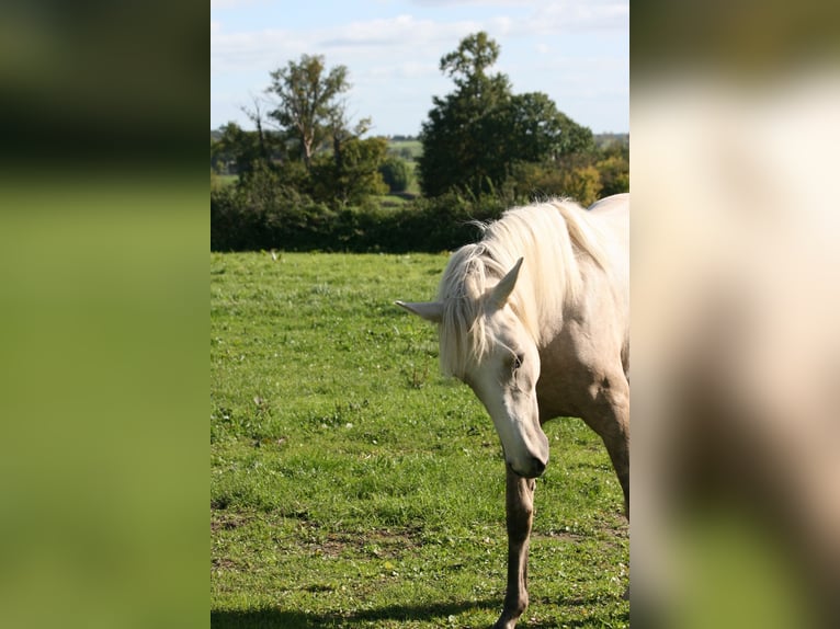 Lusitano Giumenta 2 Anni Palomino in Saligny-sur-Roudon