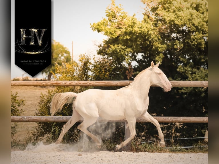 Lusitano Giumenta 2 Anni Perlino in Marly-sous-Issy