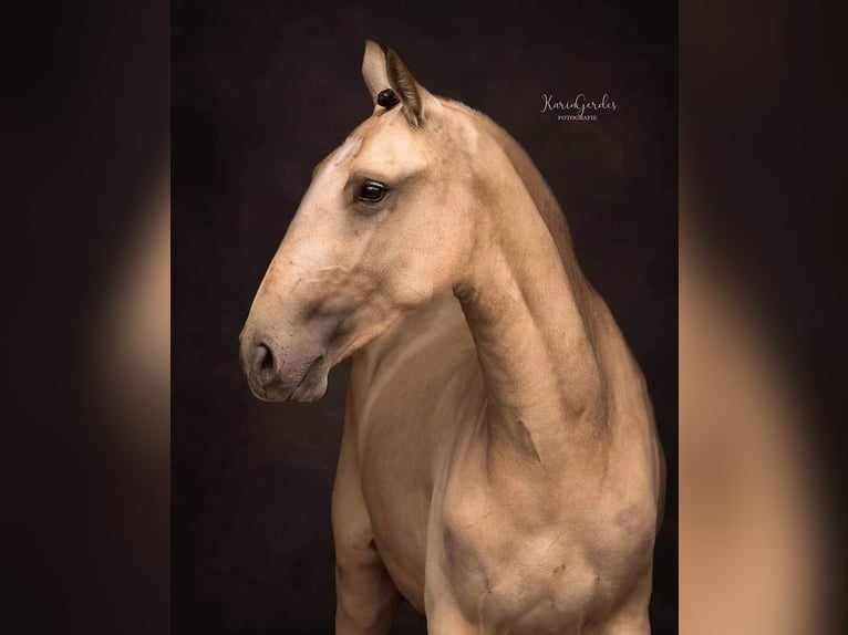 Lusitano Giumenta 3 Anni 145 cm Pelle di daino in Lelystad