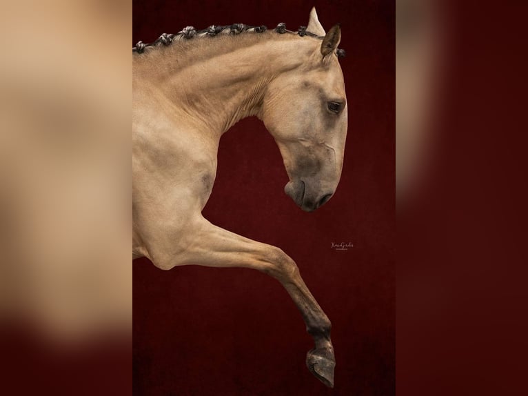 Lusitano Giumenta 3 Anni 145 cm Pelle di daino in Lelystad