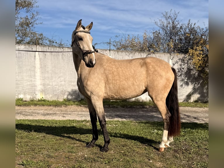 Lusitano Giumenta 3 Anni 146 cm Pelle di daino in Casal do Ralha