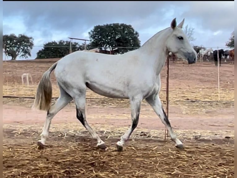 Lusitano Giumenta 3 Anni 149 cm Grigio in Huelva