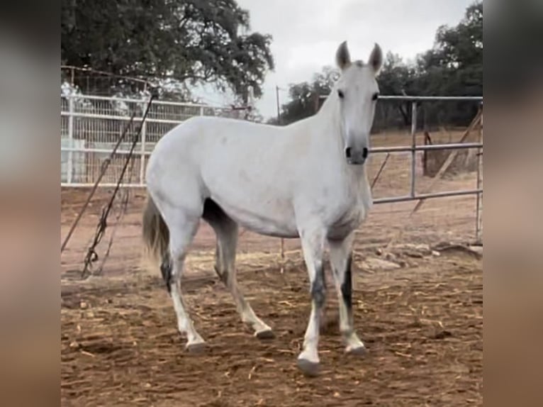 Lusitano Giumenta 3 Anni 149 cm Grigio in Huelva