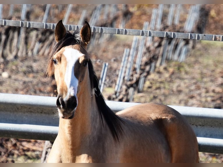 Lusitano Giumenta 3 Anni 150 cm Falbo in Provinz Cordoba