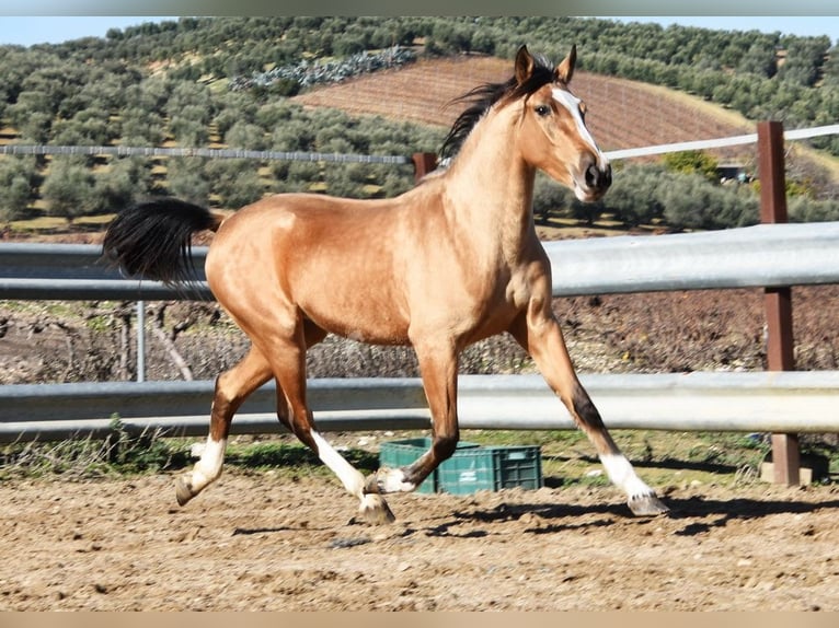 Lusitano Giumenta 3 Anni 150 cm Falbo in Provinz Cordoba