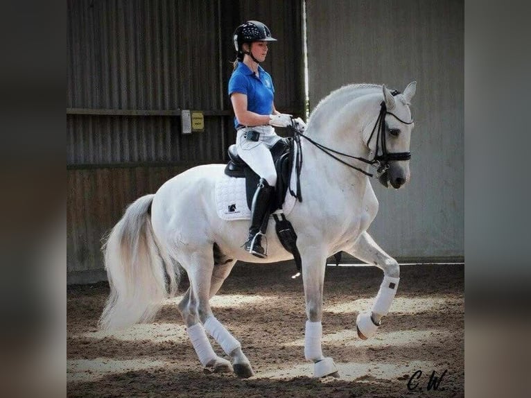 Lusitano Giumenta 3 Anni 155 cm Baio in Erdre en anjou