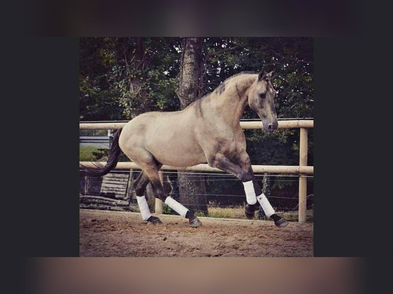 Lusitano Giumenta 3 Anni 155 cm Baio in Erdre en anjou