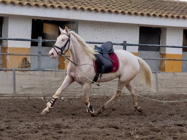 Lusitano Giumenta 3 Anni 155 cm Cremello in Martfeld