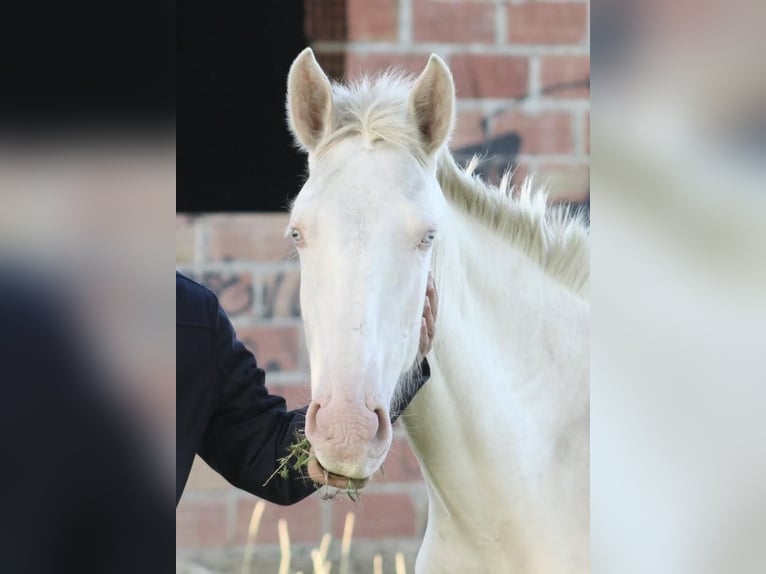Lusitano Giumenta 3 Anni 155 cm Cremello in Compiègne