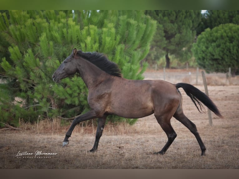 Lusitano Giumenta 3 Anni 155 cm Morello in Rio Maior