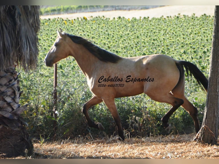 Lusitano Giumenta 3 Anni 155 cm Pelle di daino in Vejer de la Frontera