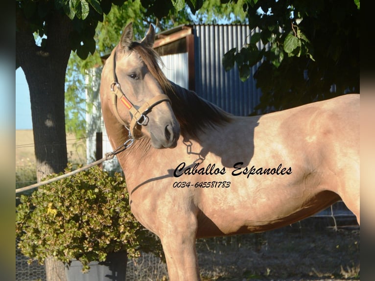 Lusitano Giumenta 3 Anni 155 cm Pelle di daino in Vejer de la Frontera