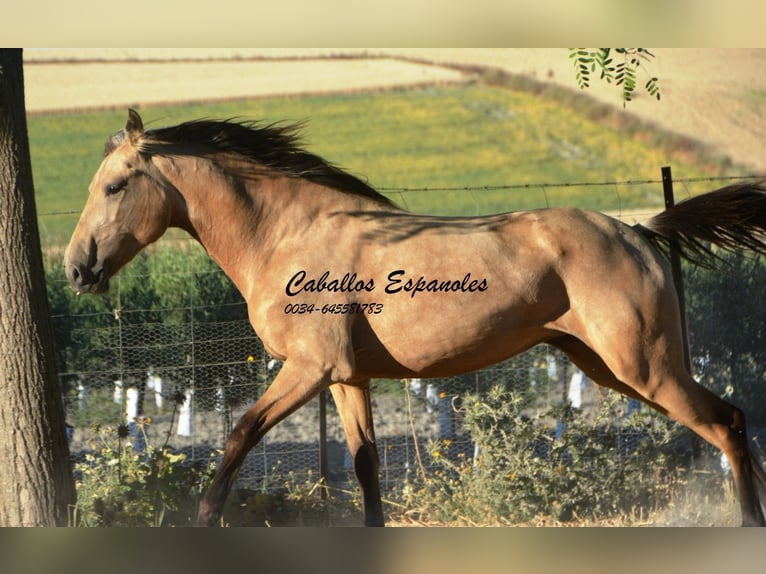 Lusitano Giumenta 3 Anni 155 cm Pelle di daino in Vejer de la Frontera