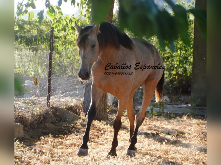 Lusitano Giumenta 3 Anni 155 cm Pelle di daino in Vejer de la Frontera