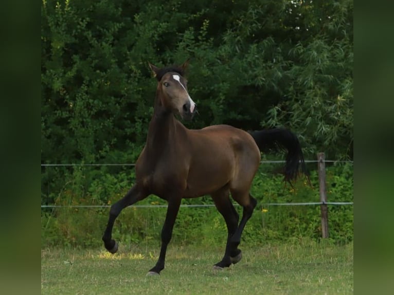 Lusitano Giumenta 3 Anni 155 cm Pelle di daino in Schönberg