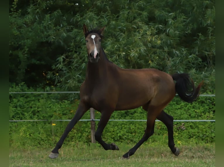 Lusitano Giumenta 3 Anni 155 cm Pelle di daino in Schönberg