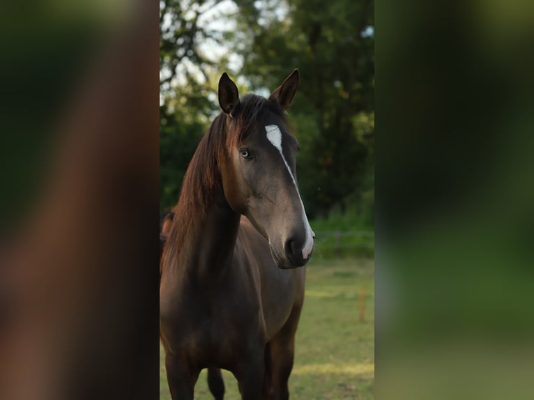 Lusitano Giumenta 3 Anni 155 cm Pelle di daino in Schönberg