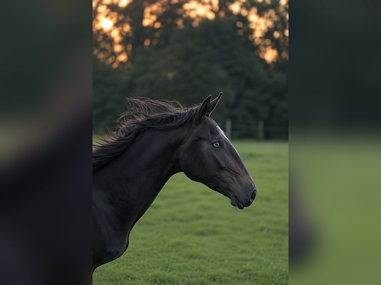 Lusitano Giumenta 3 Anni 155 cm Pelle di daino in Schönberg